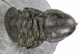 Pelagic Trilobite (Cyclopyge) Fossil - Exceptional Specimen #255355-1